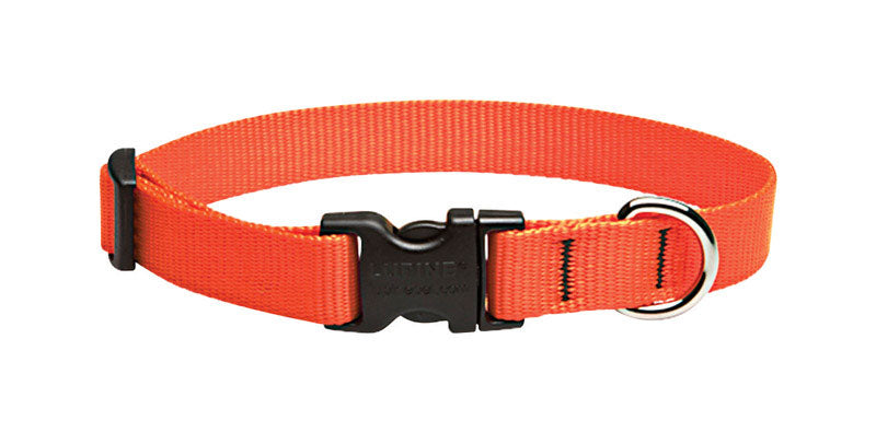 DOG COLLAR13-22″BLZORNG Online now