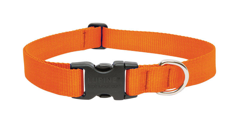 DOG COLLAR12-20″BLZORNG Online Sale