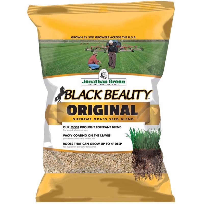 BLACK BEAUTY GRS SEED25# Online now